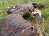 Uhapšena osoba koja je otrovala crnog strvinara(Foto)