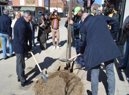 BAT donirao Gradu 140 sadnica platana (Foto)