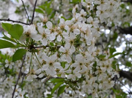 Toplo prolećno vreme danas, zima za vikend: RHMZ najavio mraz i sneg za Uskrs