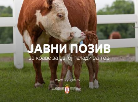 Raspisan Javni poziv za ostvarivanje prava na podsticaje u stočarstvu za krave za uzgoj teladi za tov